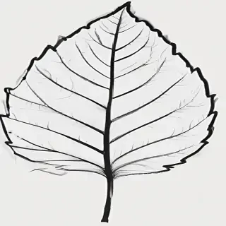 clipart leaf black and white