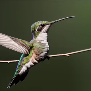 hummingbird.png