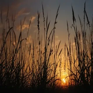 grass silhouette