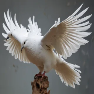 dove bird