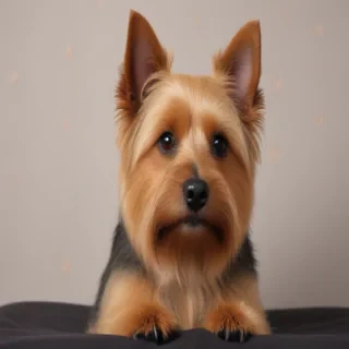 australian terrier dog breed