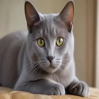 korat cat breed