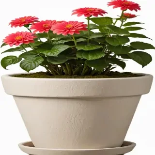 flower pot png