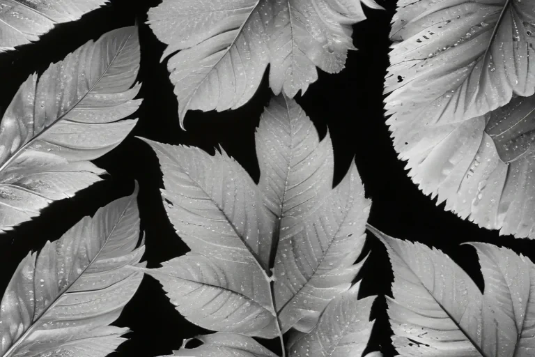 leaves black and white