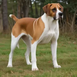 american boxer foxhound