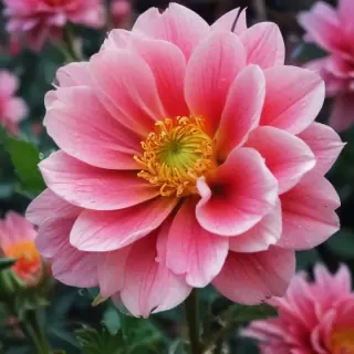 iphone flower wallpaper