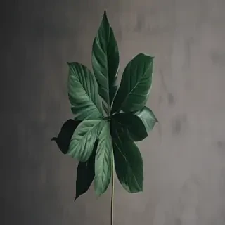plant iphone wallpaper
