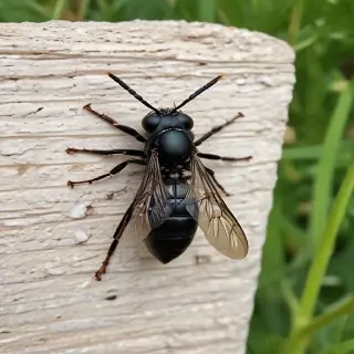 black wasp