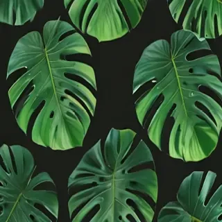 monstera background
