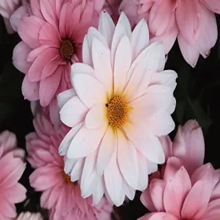 aesthetic flower backgrounds