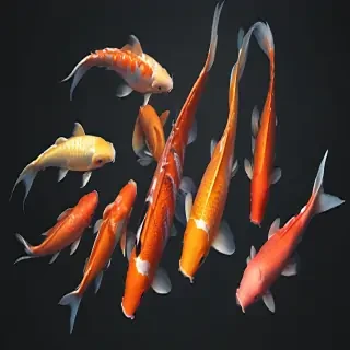 koi fish png
