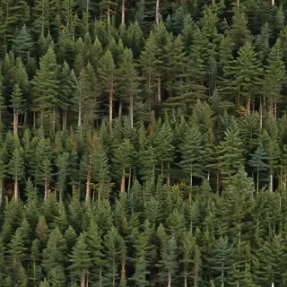 pine trees png