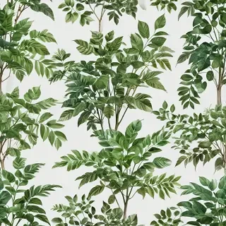 plant transparent background