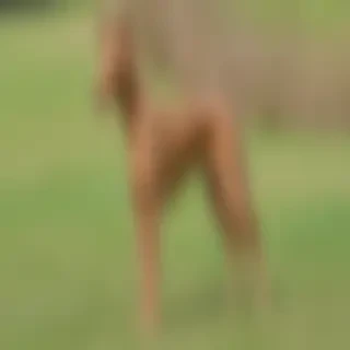 pharaoh hound