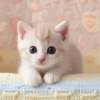 wallpaper kitty cat