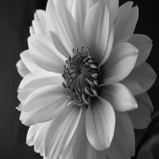 flower images black and white