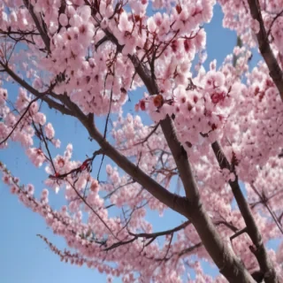 cherry blossom backround