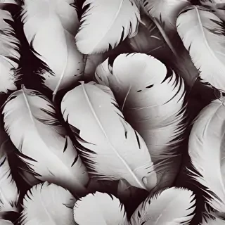 feather background