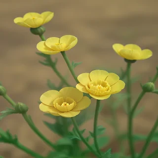 buttercup flower