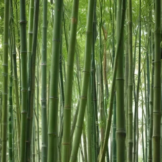 bamboo png