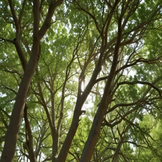 trees no background