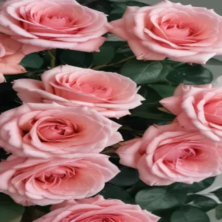 aesthetic rose wallpaper