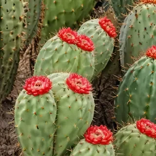 cactus fruit