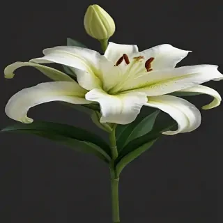 lily flower png