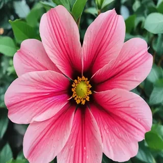 iphone wallpaper flower background