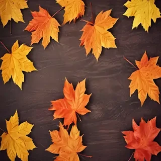 fall background wallpaper iphone