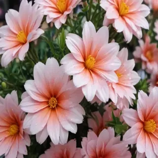 aesthetic flower desktop wallpaper