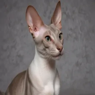 oriental shorthair cat breed