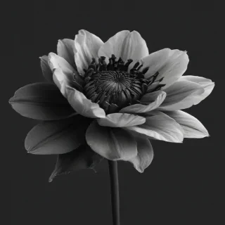 black and white flower png