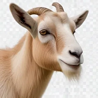 png goat