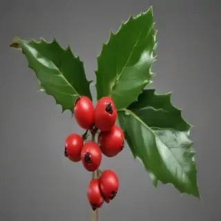 holly png