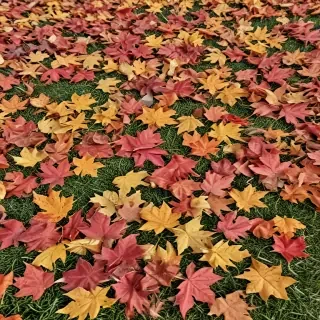 fall leaves