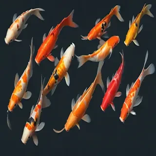 koi fish png