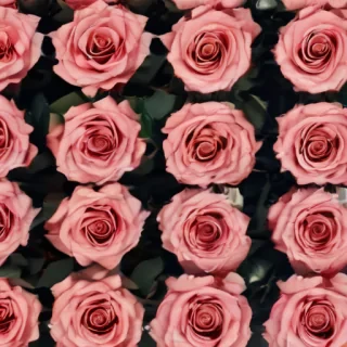aesthetic rose background