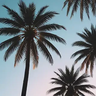 aesthetic palm tree wallpaper