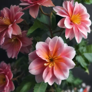 floral iphone wallpaper