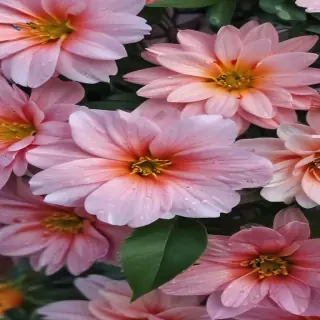 flower background for phone