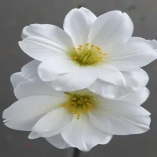 white flower transparent background
