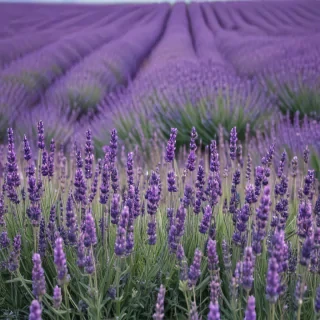 lavender wallpaper