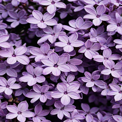 aesthetic lilac wallpaper