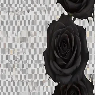 black roses png