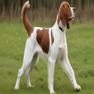 irish red and white setter