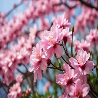spring walpaper
