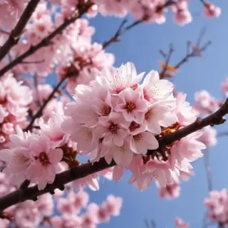 high resolution cherry blossom wallpaper