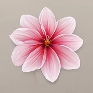flower drawwing