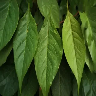 leaf backgrounds